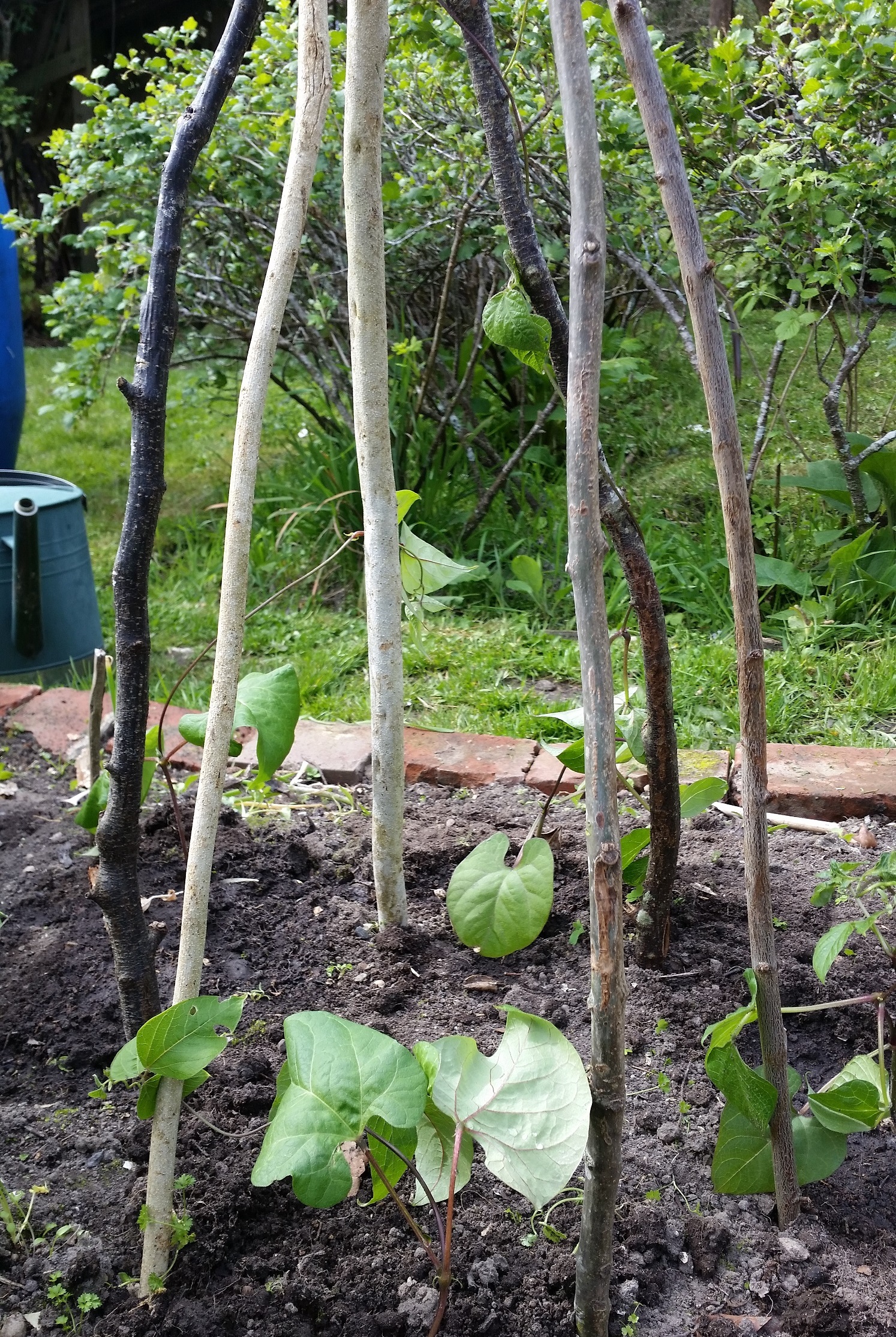 Trying to get some things outside