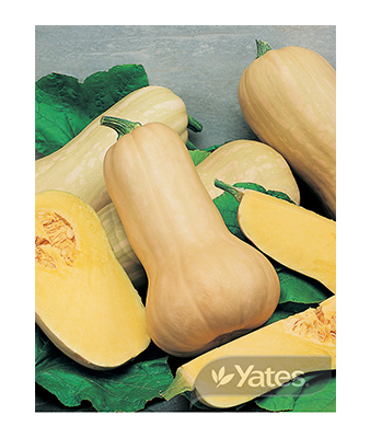 Pumpkin Butternut Organic Product