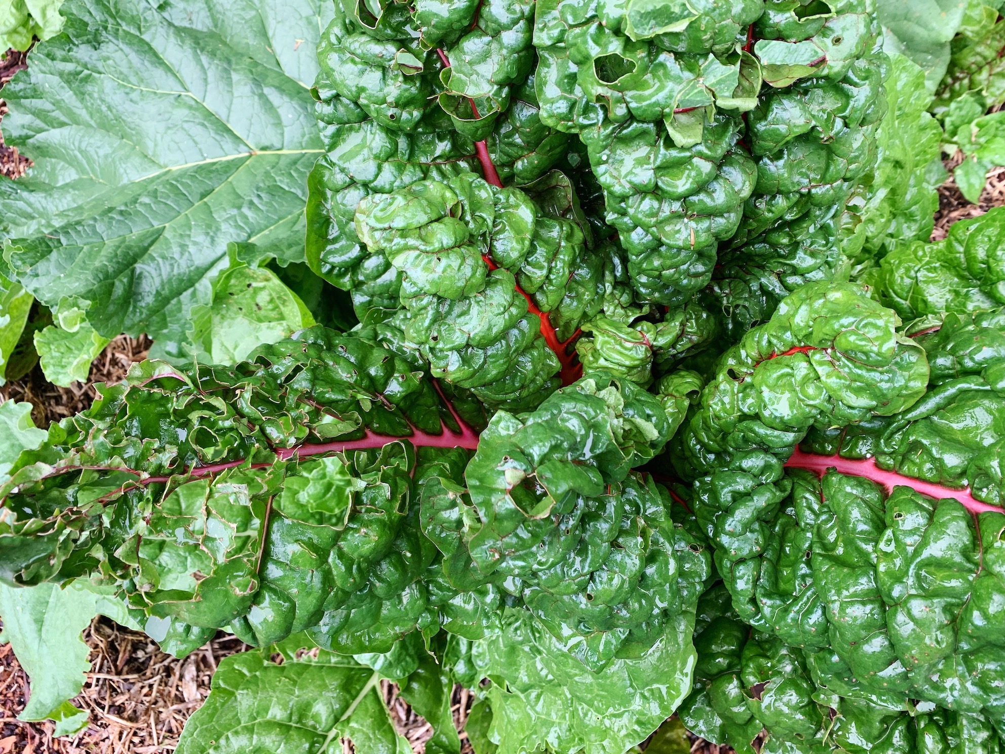 SILVERBEET - THE SECOND FLUSH
