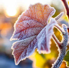 Weather & Garden Safety