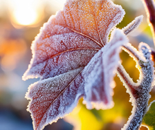 Weather & Garden Safety