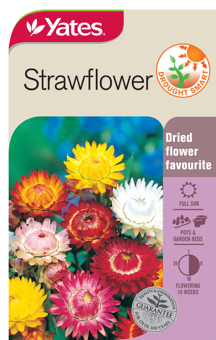 Strawflower