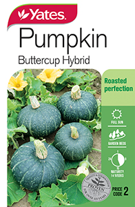 Pumpkin 'Buttercup' Hybrid