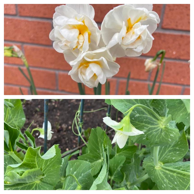 Dainty and Delicious