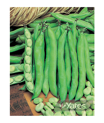 Broad Beans Coles Prolific Product