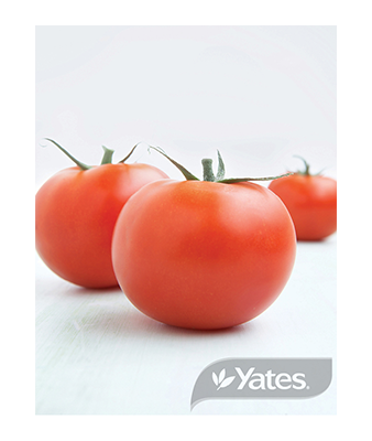 Tomato Grosse Lisse Product