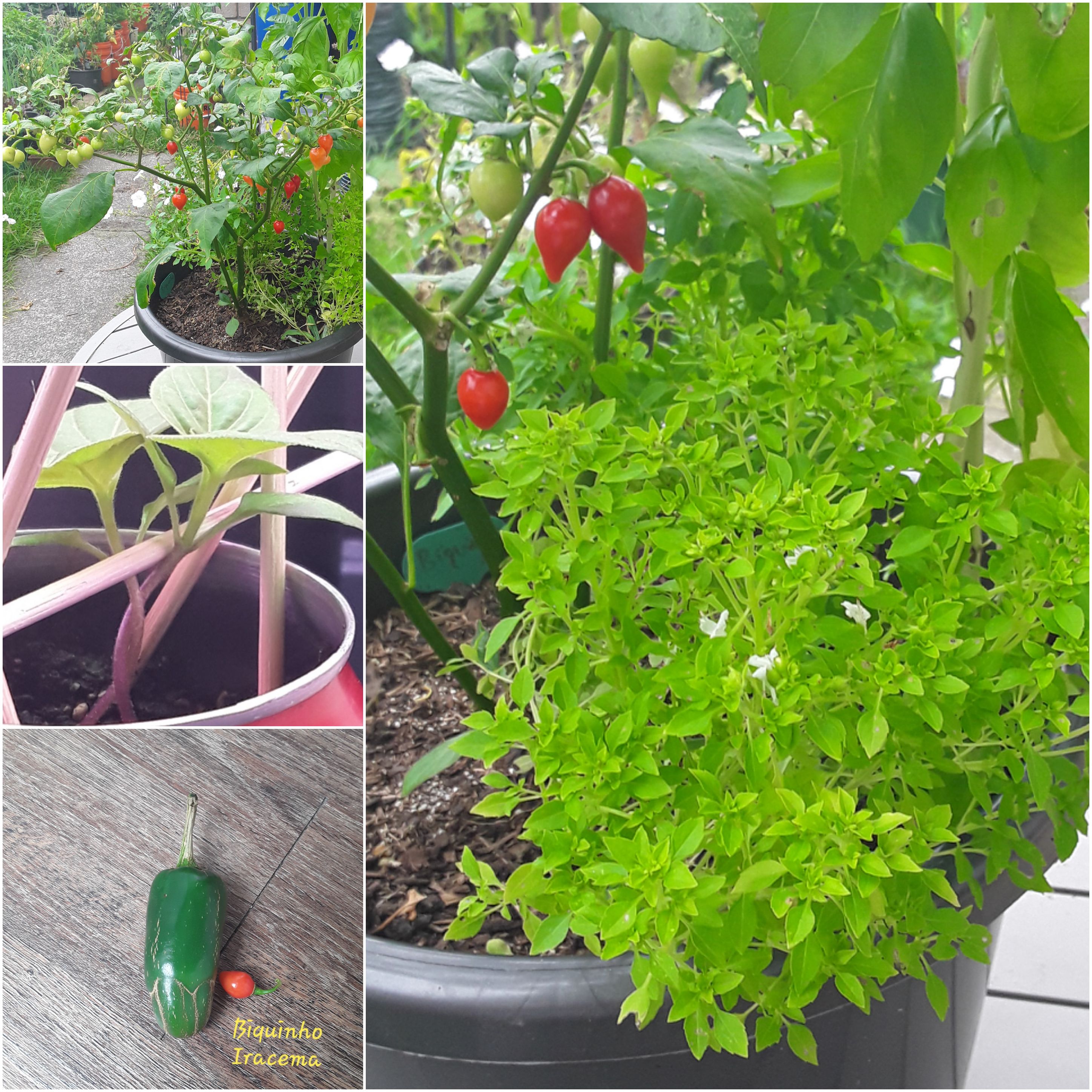 Biquinho Iracema... A hot berry.