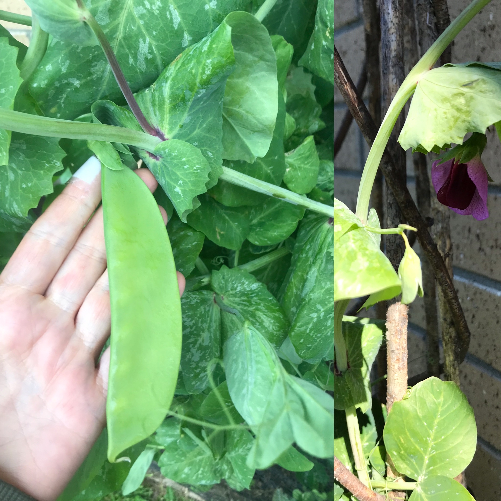 Giant snow peas