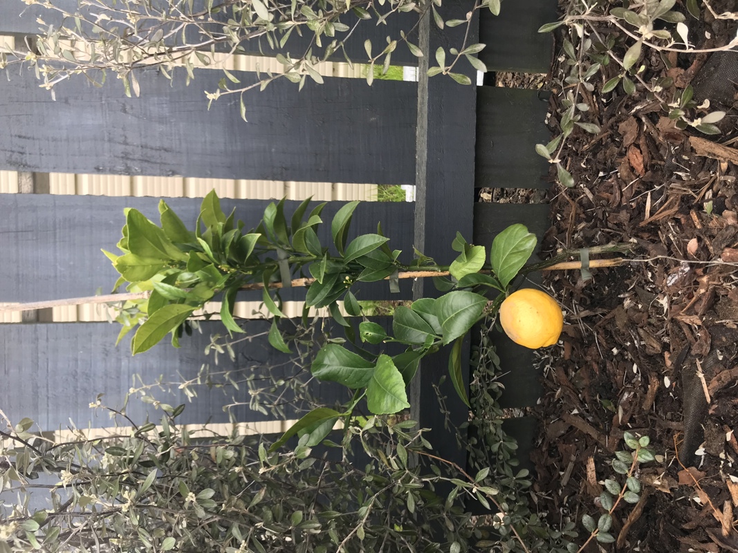 Planting a lemon tree 