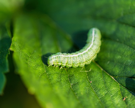 Garden Problem Solver