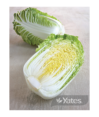 Chinese Cabbage Wombok Product