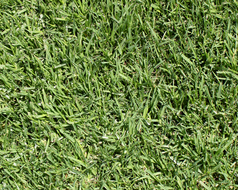 Yates Kikuyu Lawn Seed