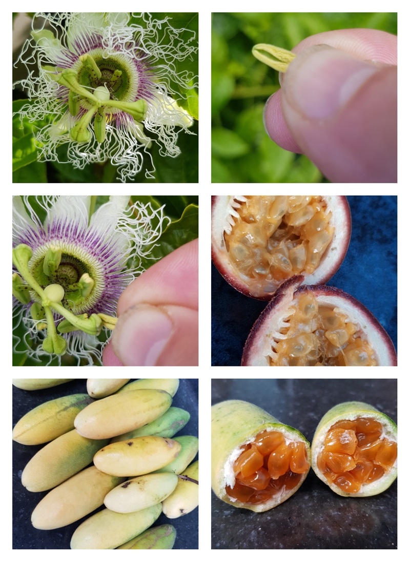 Pollinating Passionfruit & Pest Plant Picnic