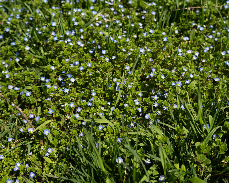 Speedwell
