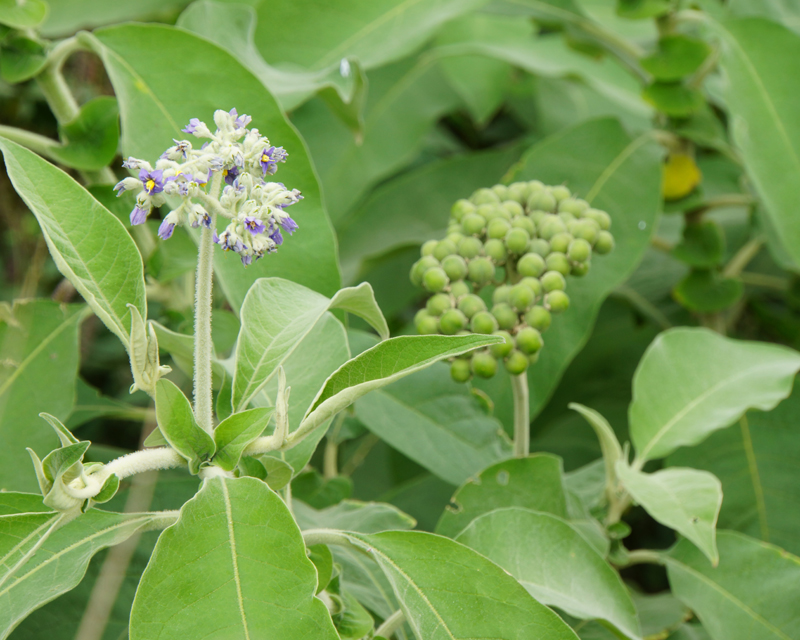 How to Control Woolly Nightshade
