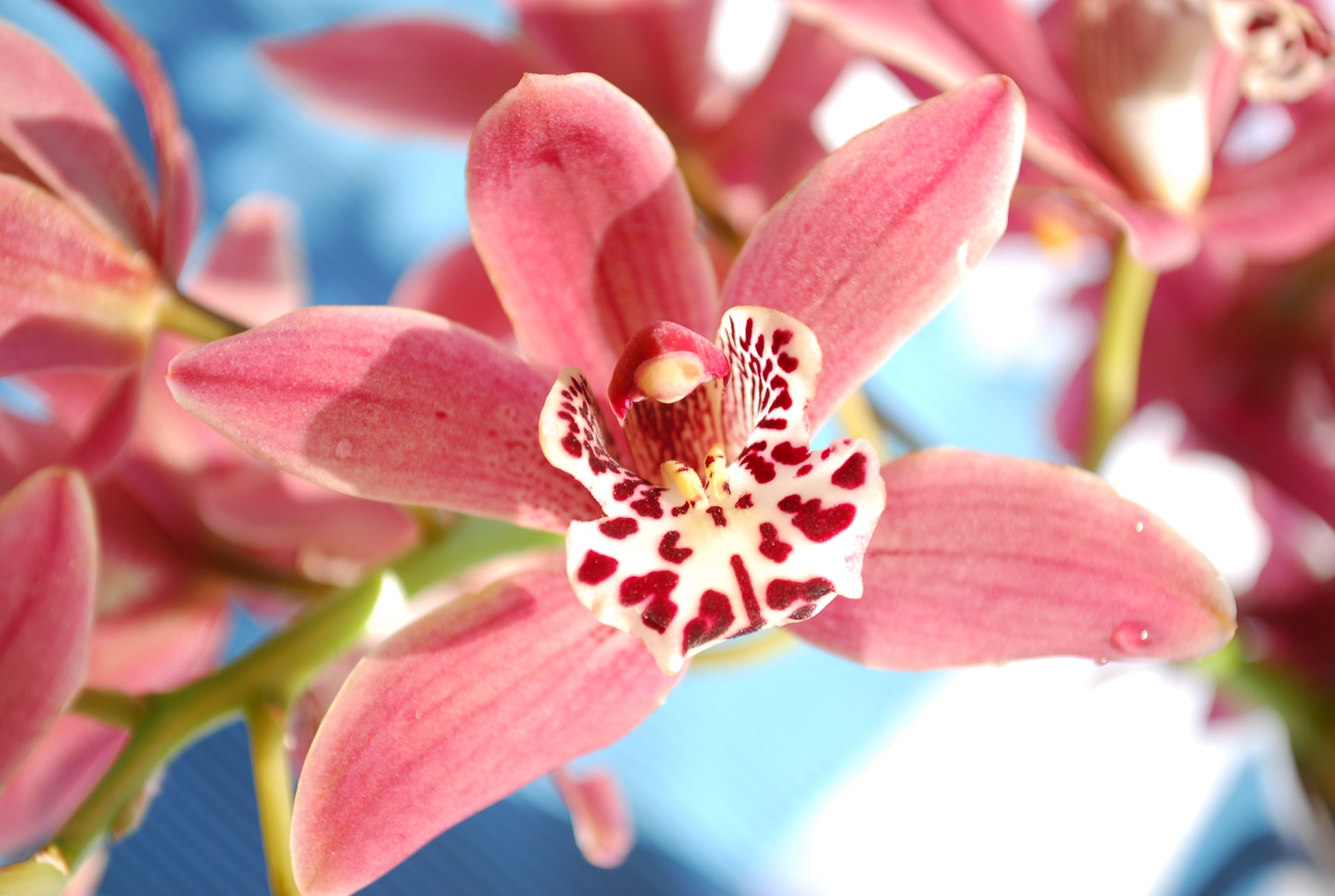 how-to-grow-cymbidium-orchid