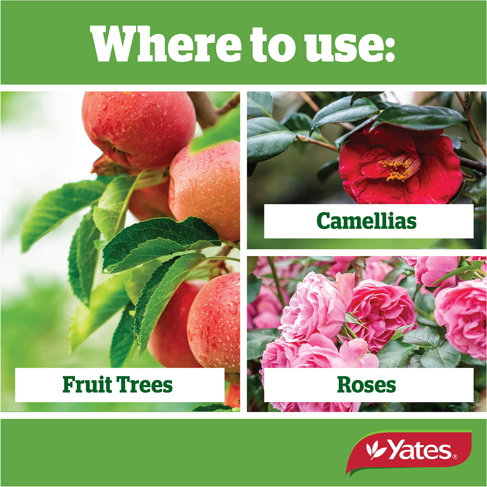 Yates Clonex Red Web V2 02