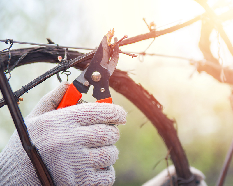 Pruning Grape Secateurs Thumb