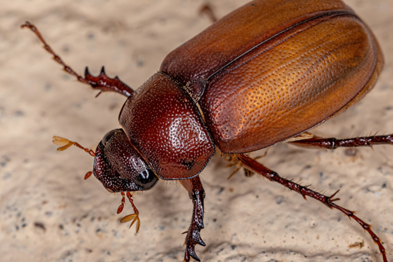 Grass grub beetle