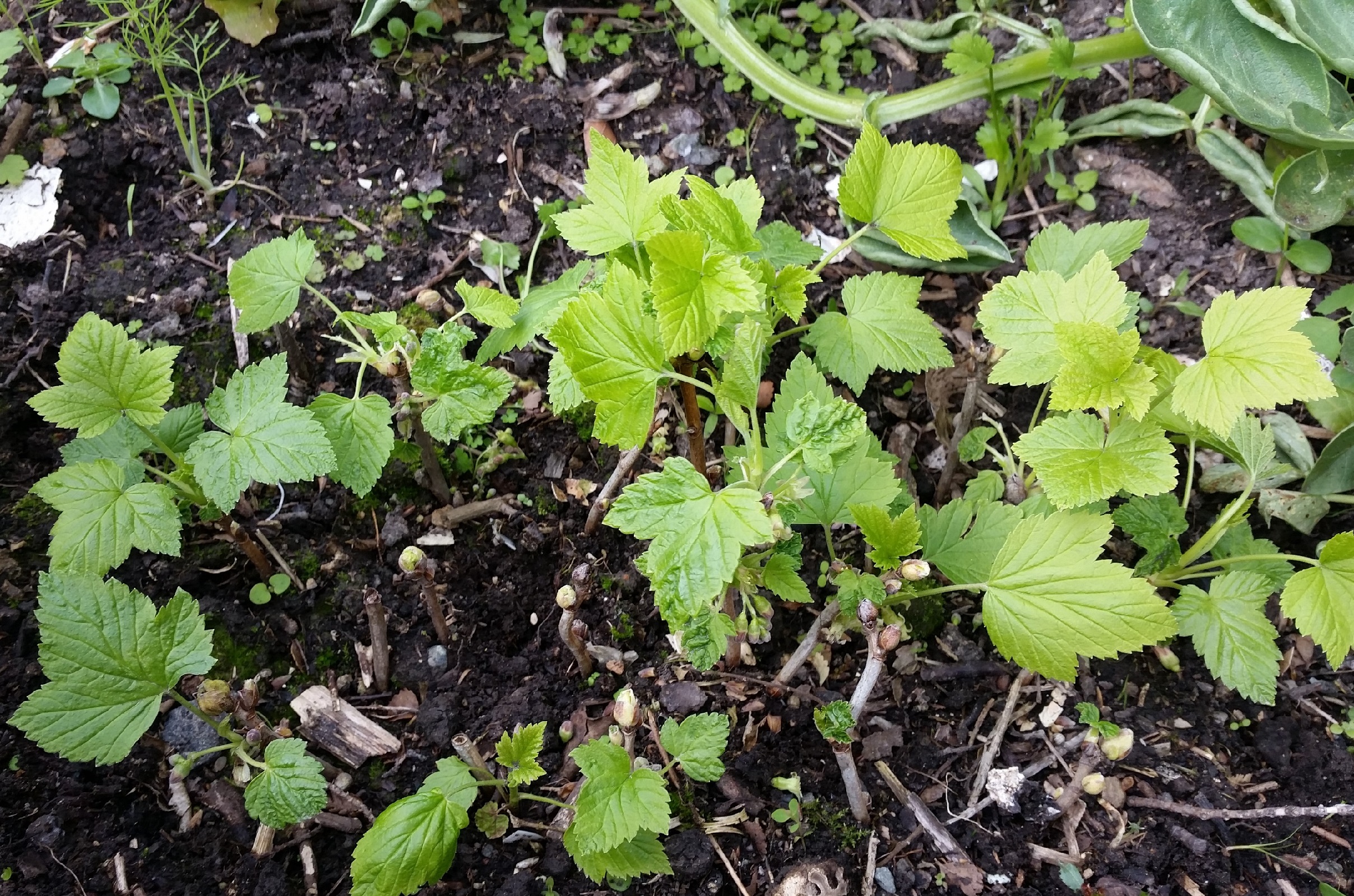 Blackcurrant cuttings have worked!