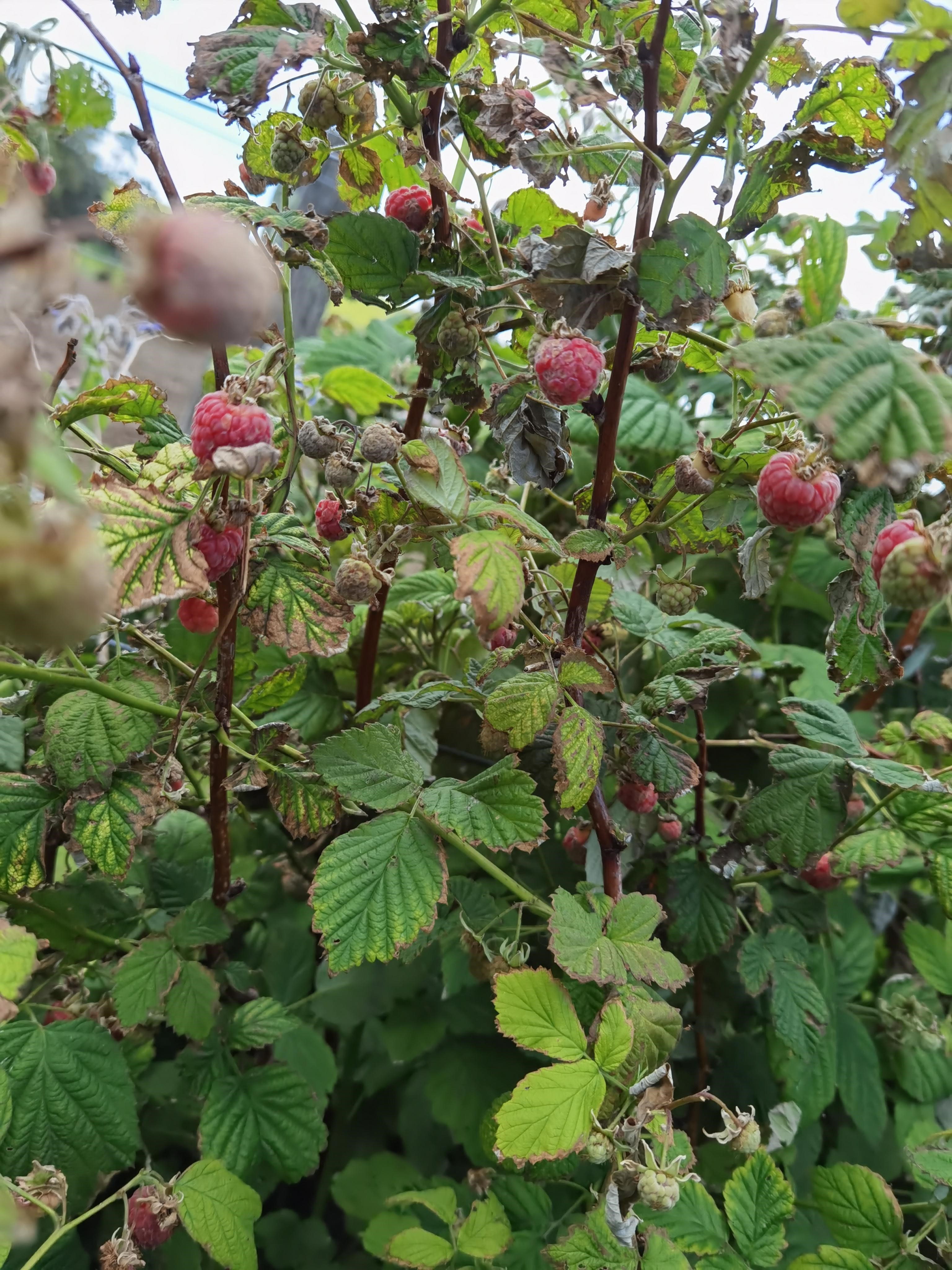raspberries everywhere  