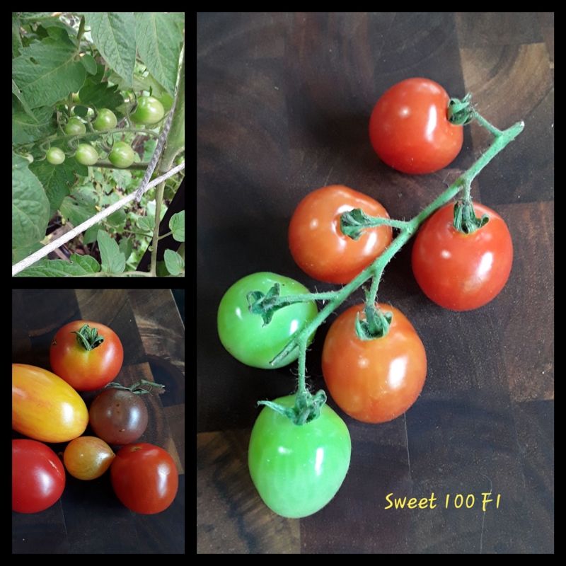 Sweet 100 F1.... summary