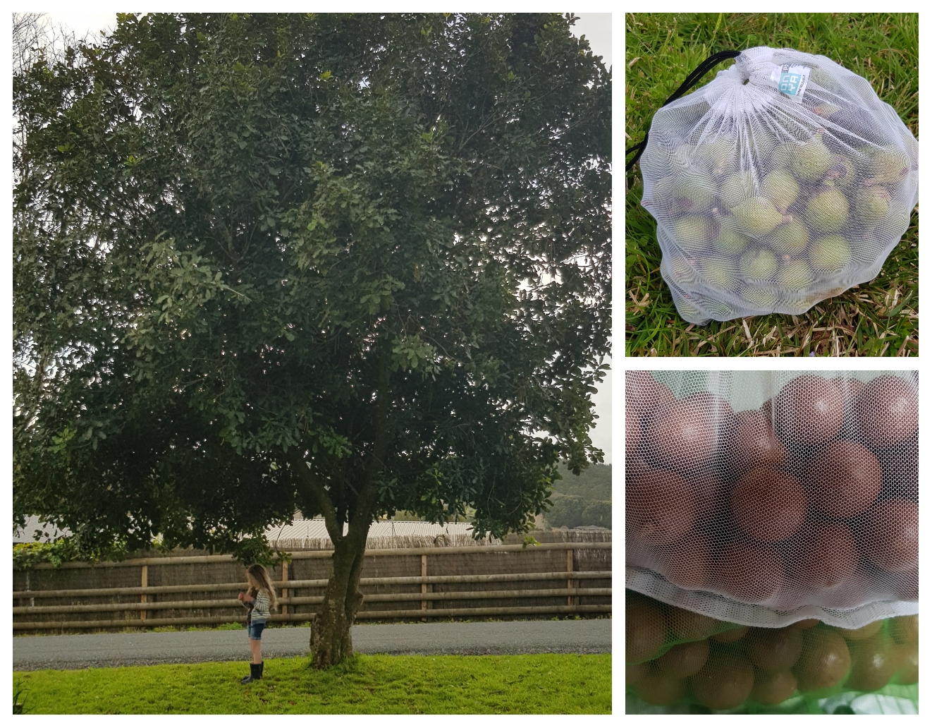 Gardening For Future Generations 