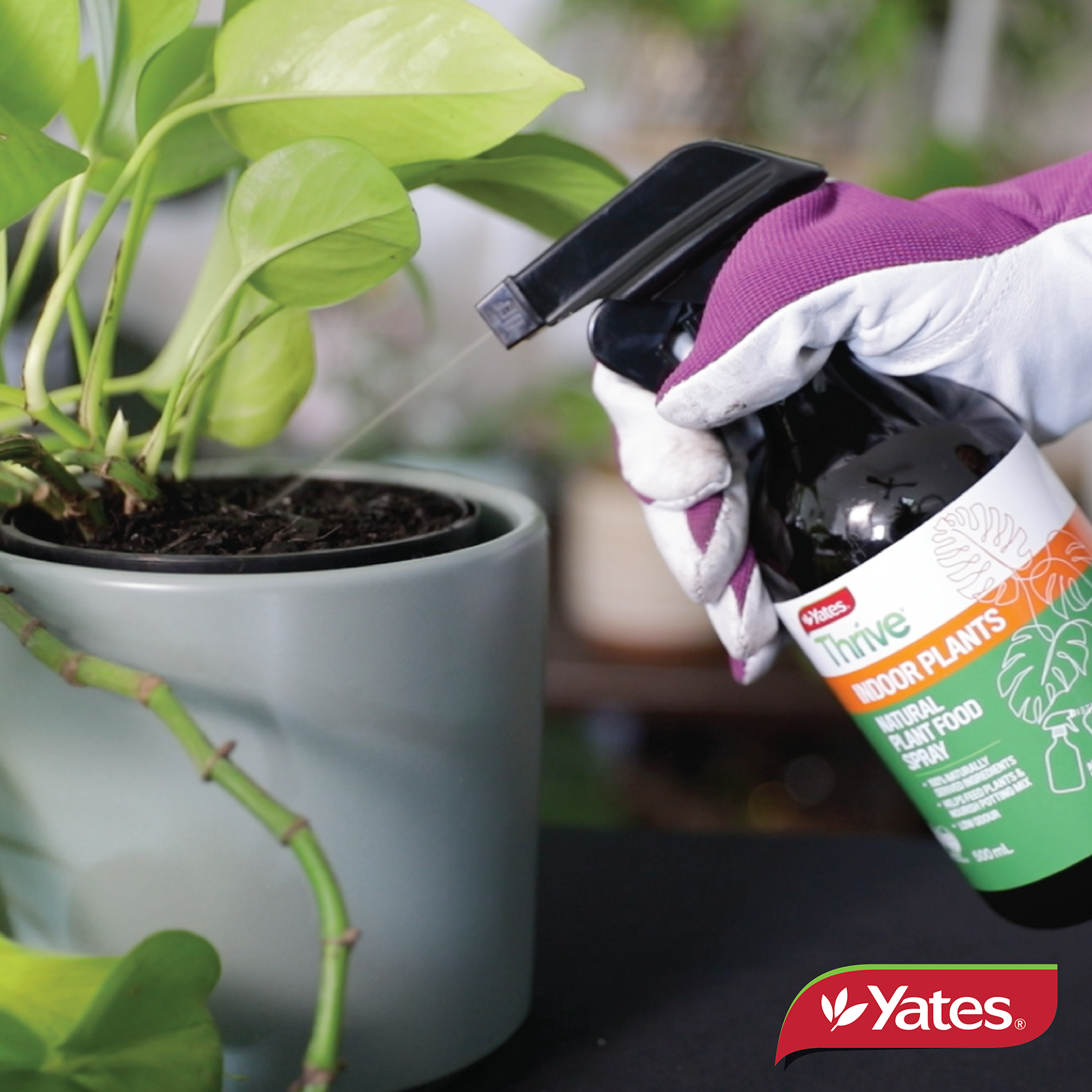 Yates Indoor Spray V2 07
