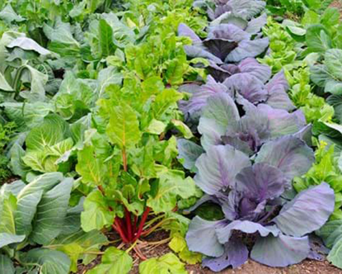 Fertilisers & Tonics