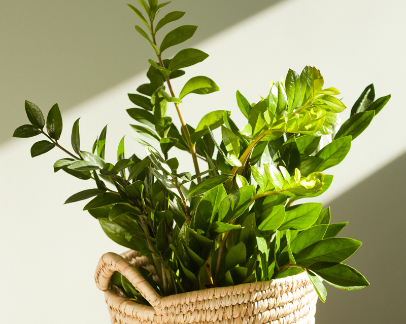 ZZ Plant