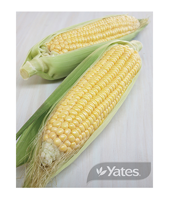Sweet Corn Early Chief Product
