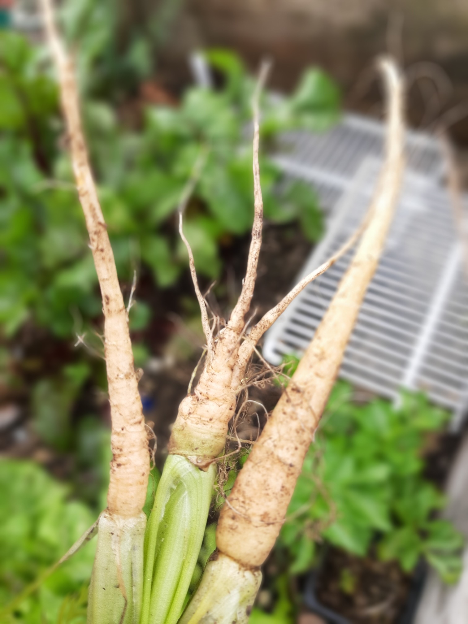 Fingers crossed for carrots