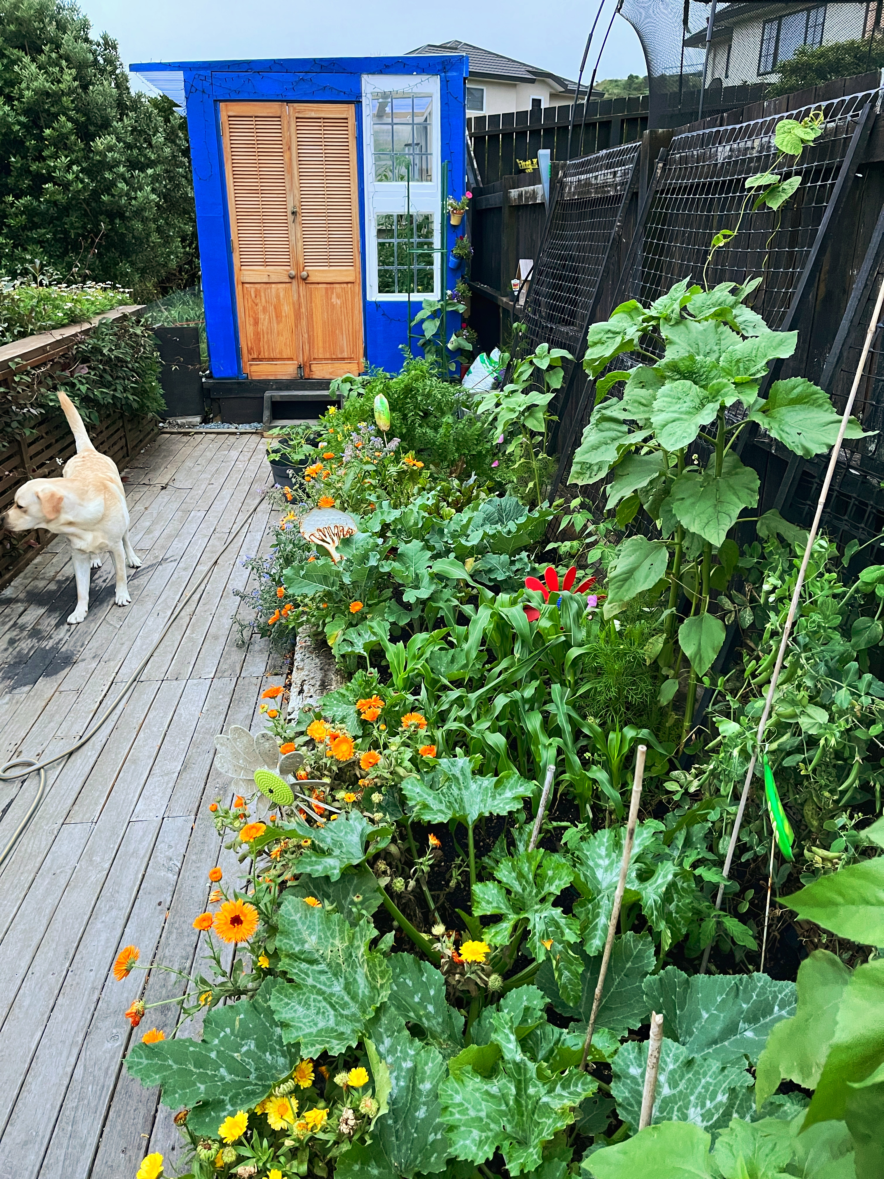 The little backyard garden that could.....