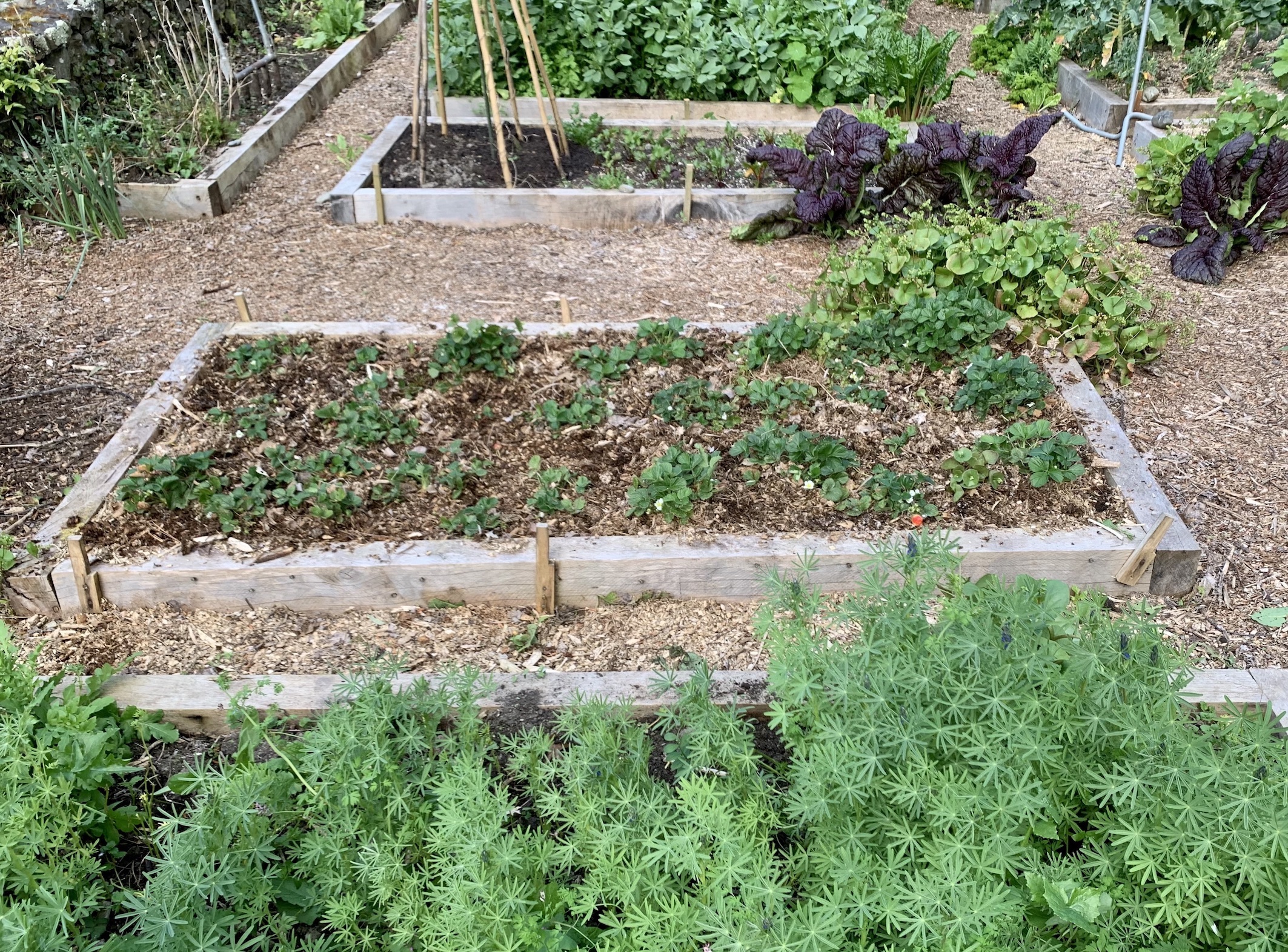 STRAWBERRY PATCH LOVE