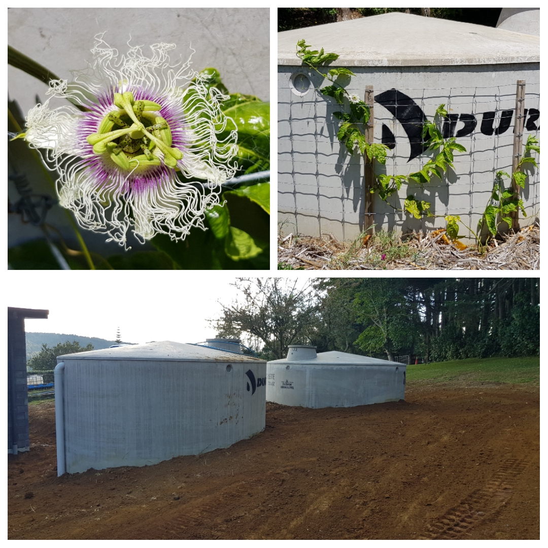 Passionate About Passionfruit 