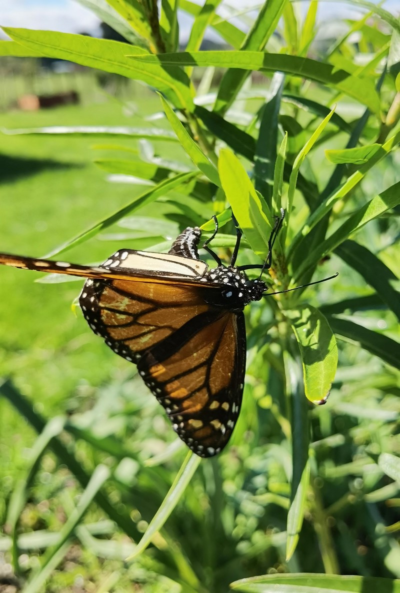 1st monarch butterfly