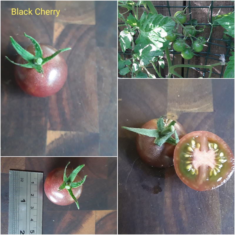Black Cherry...Final Blog