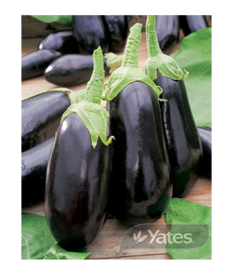 Eggplant Blacknite Product