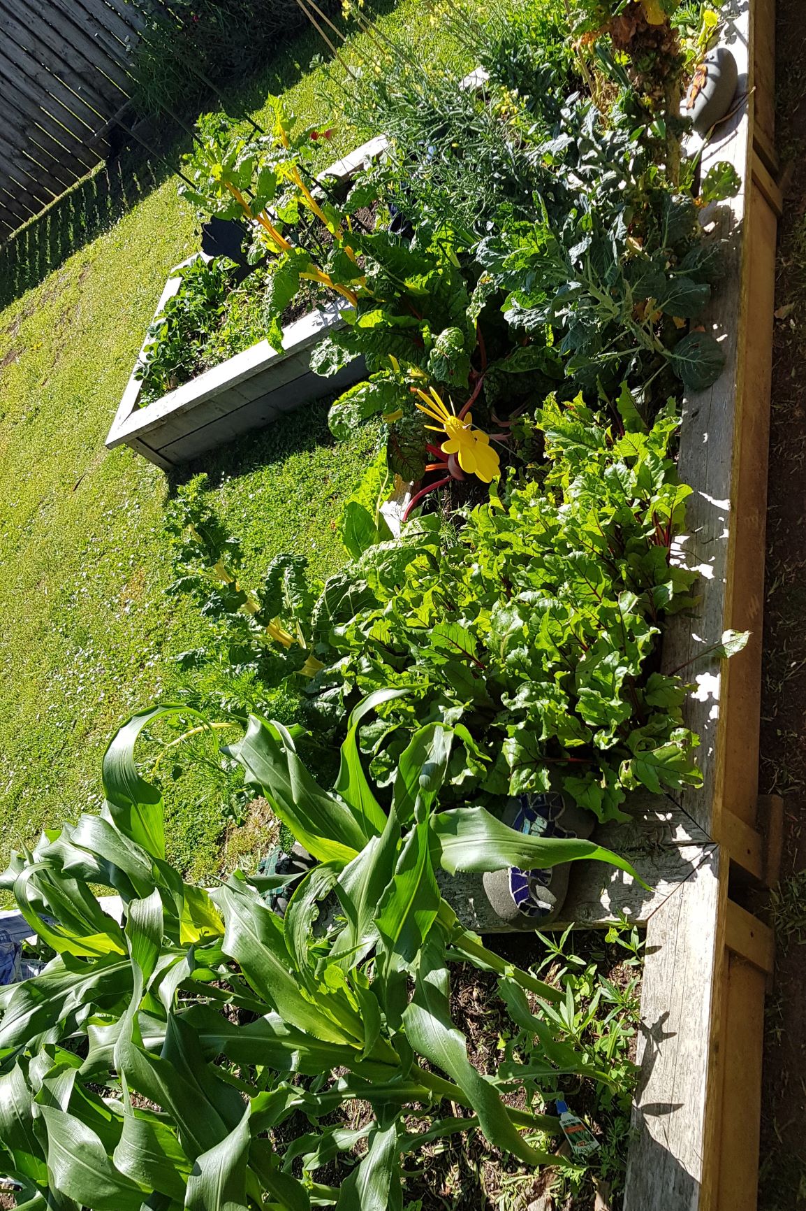 Garden is looking good.