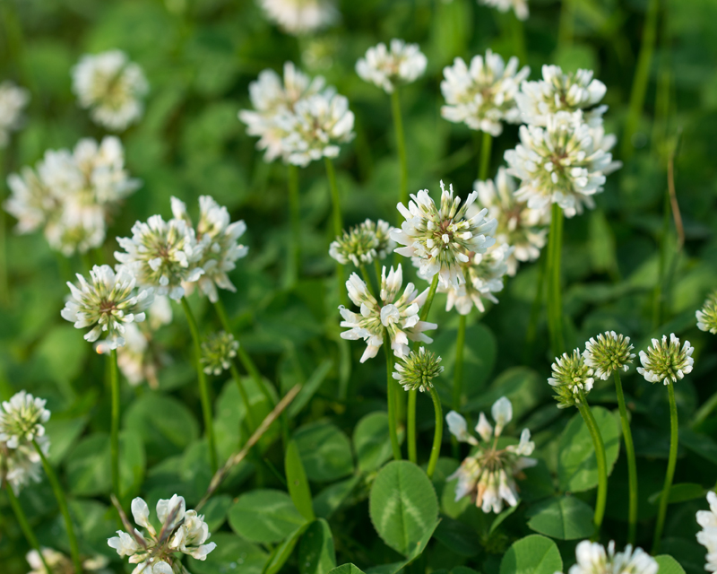 Clover