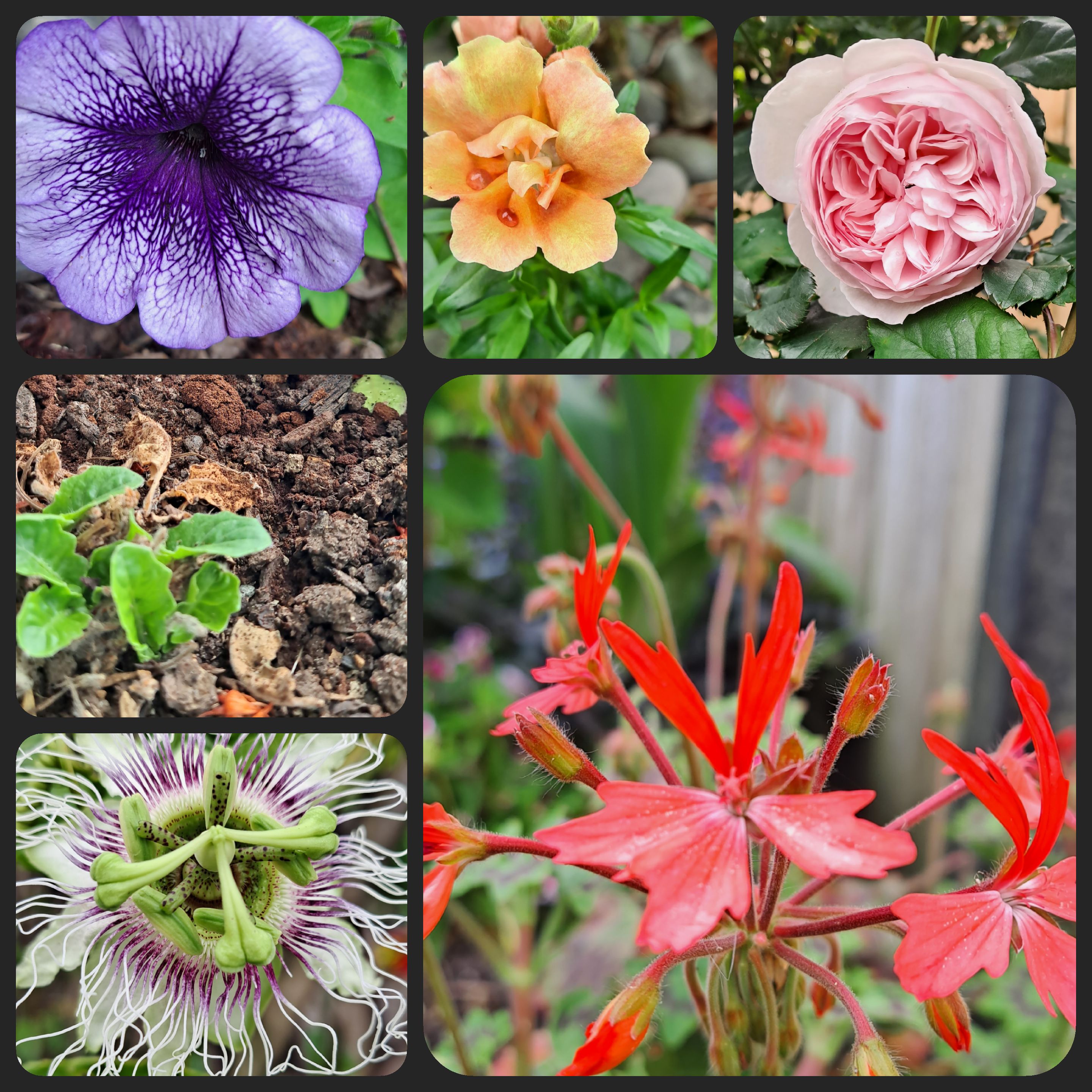 Floral Therapy on a Dreary Day