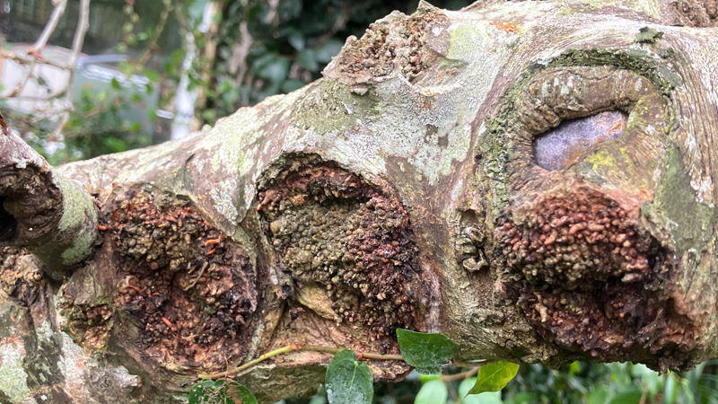 European Canker Problem Page