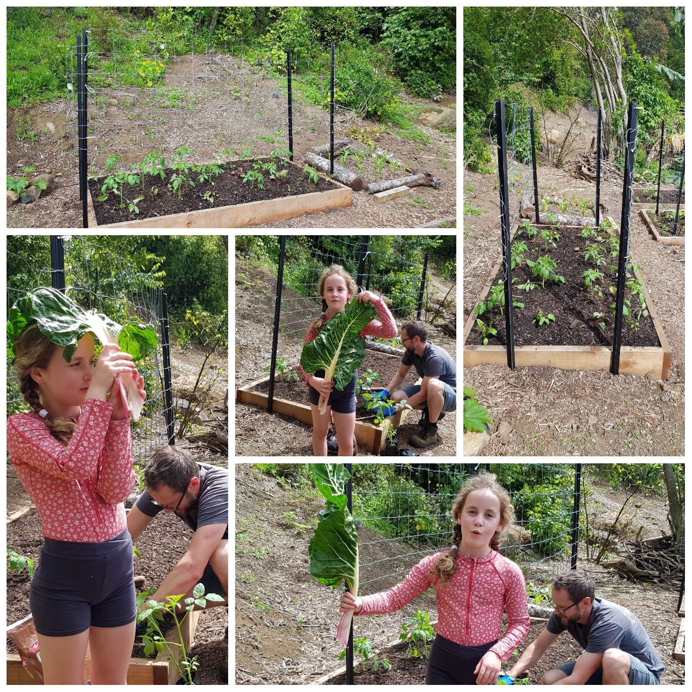 Unconventional Structure & Unconventional Use Of Silverbeet 