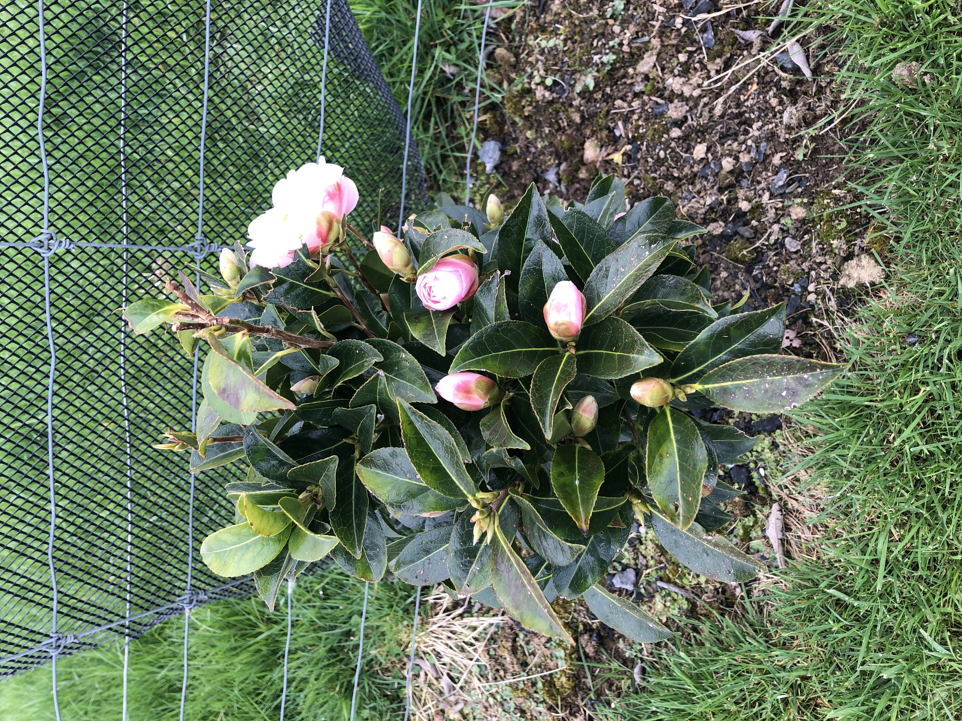 Camellia’s finally in bloom!