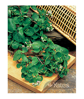 Watercress Product