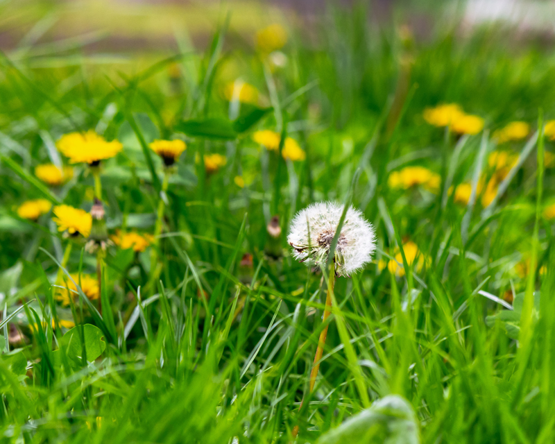 Lawn Weed Control