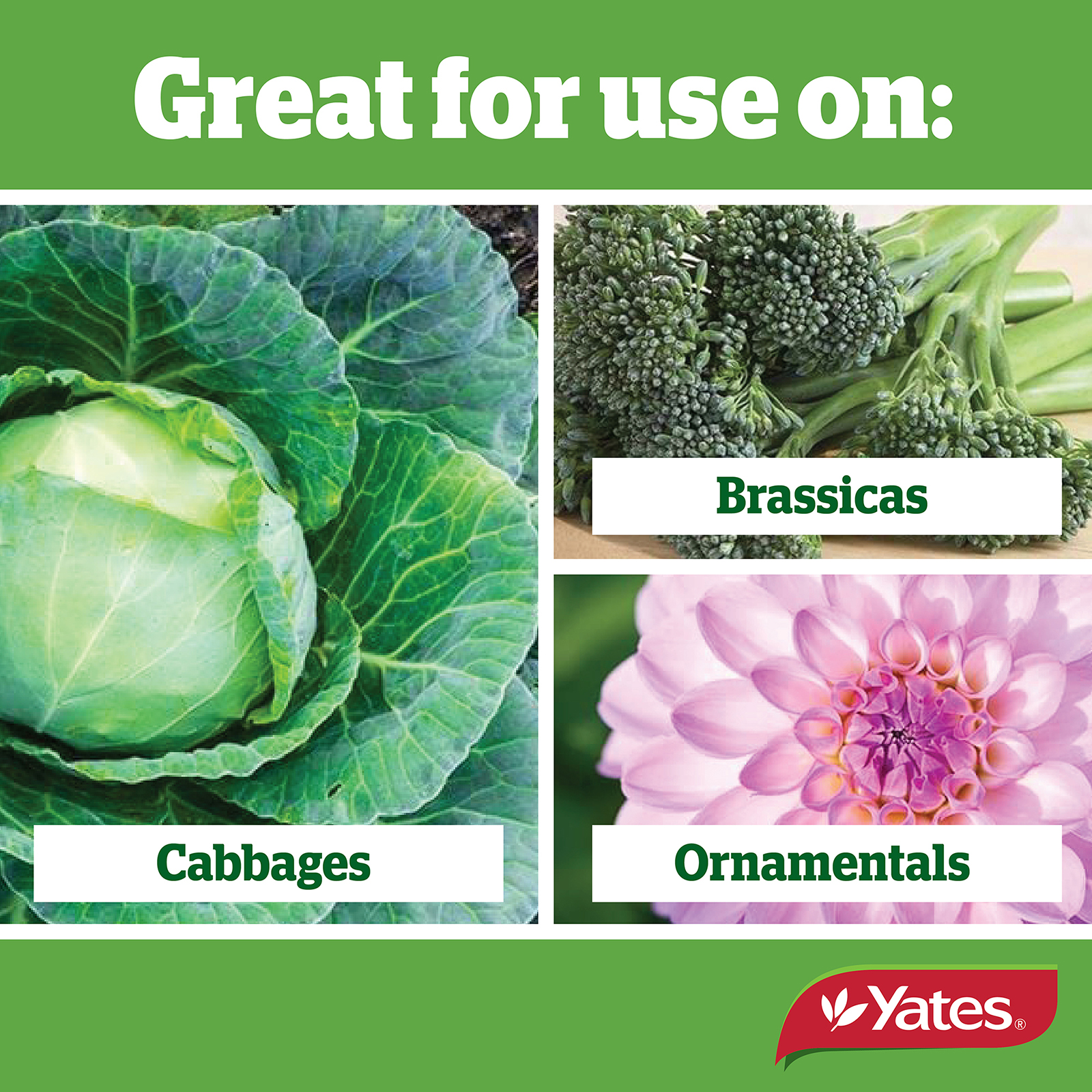 Yates Web Info DERRIS DUST 03