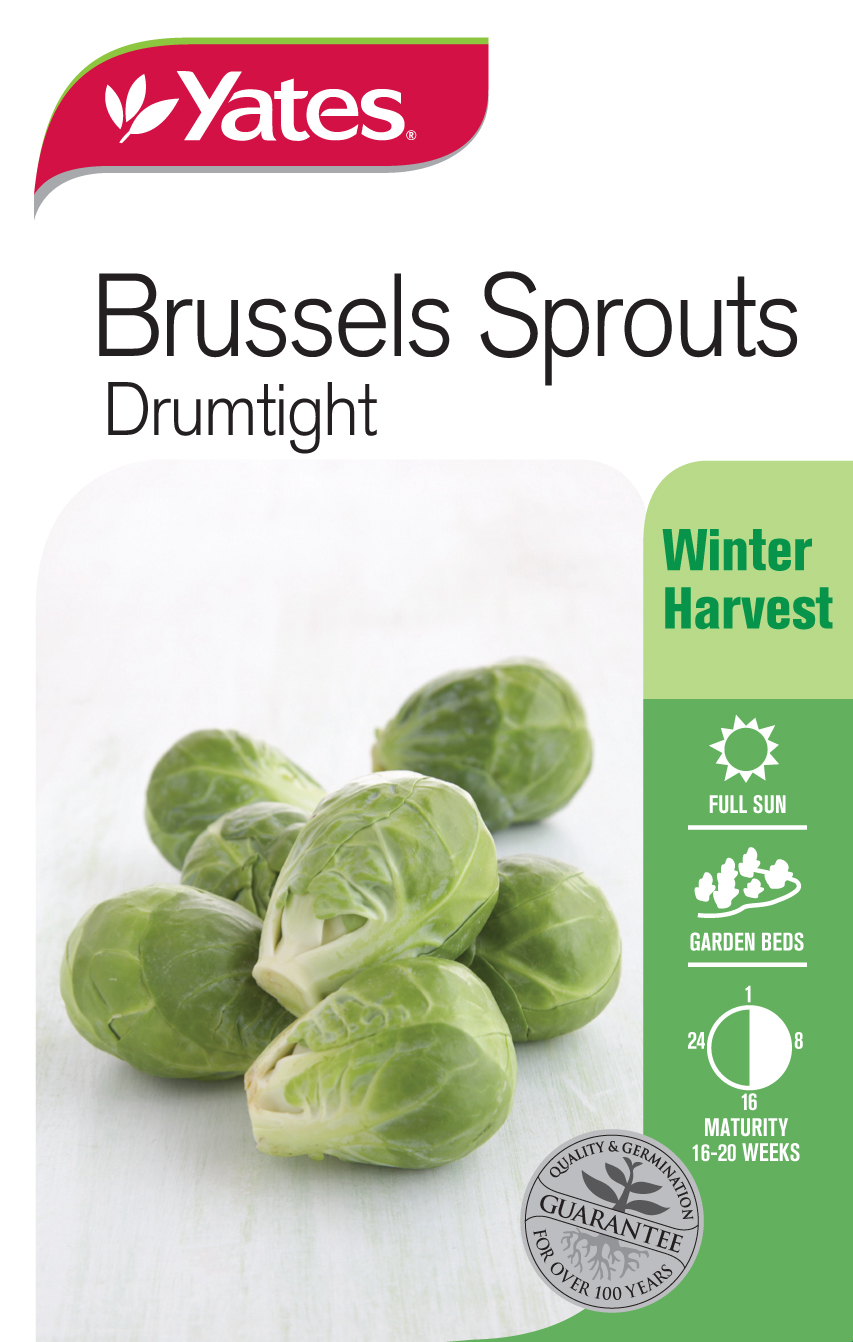 Brussels Sprouts 'Drumtight'