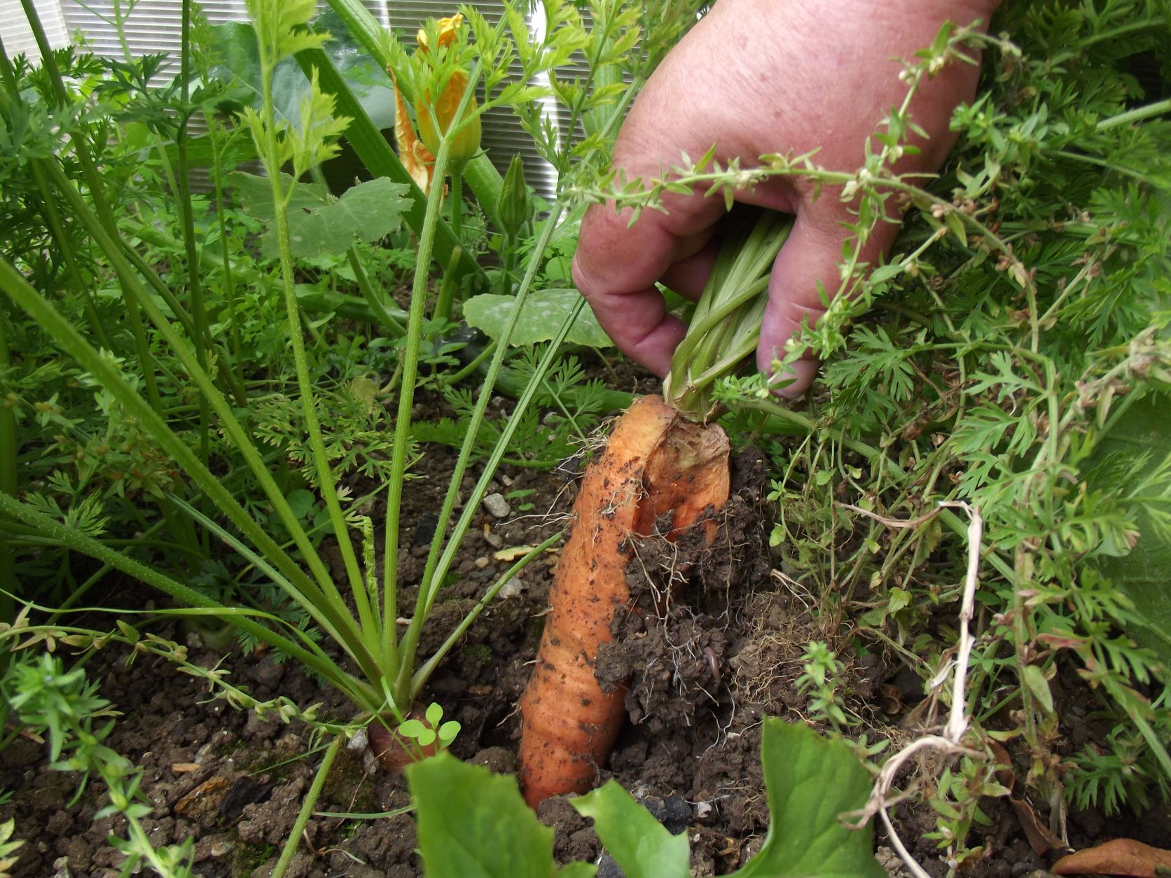 My Very First Spring Carrot!
