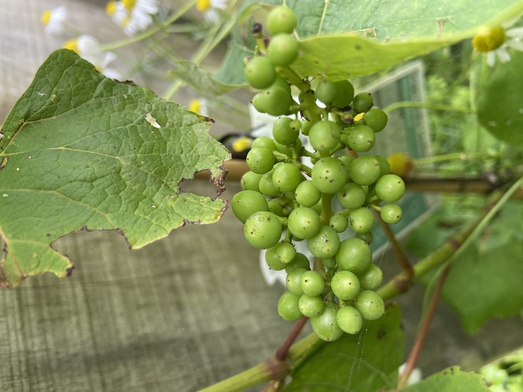 Grapes